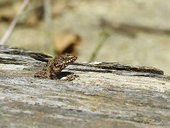 Lezards