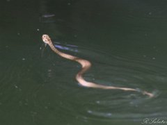 Serpents