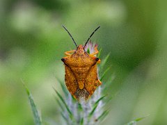 Heteroptera Punaises