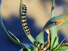 Chenille