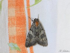 Papillons de nuit