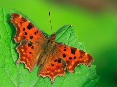 Papillons
