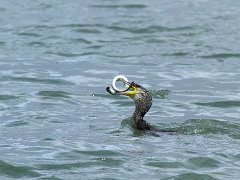 Cormorans
