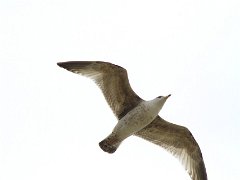 Goeland brun