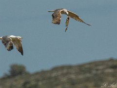 Goeland leucophee