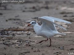 Mouettes