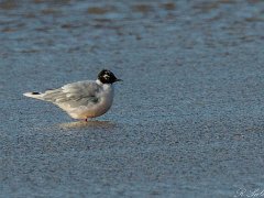 Mouette pygmee