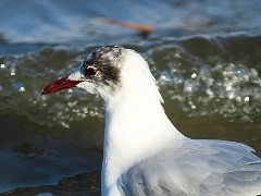 Mouette rieuse
