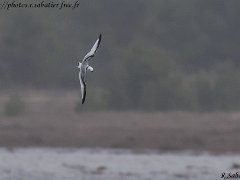 Mouette tridactyle