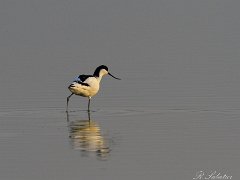 Echasse blanche