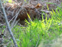 Becassine des bois