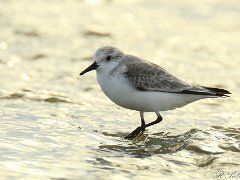 Becasseau sanderling