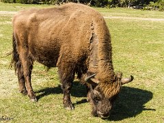 Bisons d Europe