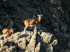 Mouflons