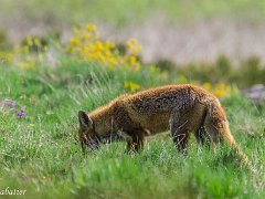 Renards