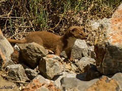 Mustelides