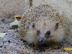 Rats  Herissons