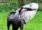 1041V06A12 (Copier)  Grue cendée " Grus grus "