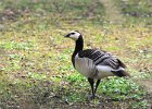 1210V06A12 (Copier)  Bernache nonnette " Branta leucopsis "
