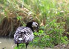 1215V06A12 (Copier)  Bernache nonnette " Branta leucopsis "