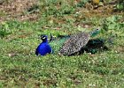 1413V06000 (Copier)  Paon bleu " Pavo cristatus "