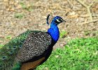 1430V06000 (Copier)  Paon bleu " Pavo cristatus "