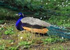 1434V06000 (Copier)  Paon bleu " Pavo cristatus "