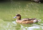 1478V06000 (Copier)  Canard siffleur " Anas penelope "