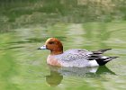 1483V06000 (Copier)  Canard siffleur " Anas penelope "