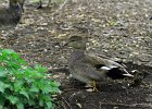 252V06A12 (Copier)  Canard chipeau " Anas strepera "