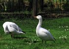 298S07A12 (Copier)  Oie des neiges " Anser caerulescens "