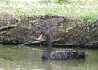 520V06A12 (Copier)  Cygne noir " Cygnus astratus "