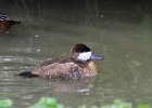 642V06A12 (Copier)  Erismature rousse " oxyura jamaicensis "