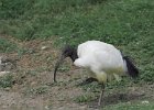 751V06A12 (Copier)  Ibis sacré " Threskiornis aethiopicus "