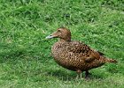 786V06A12 (Copier)  Eider à duvet " Somateria mollissima "