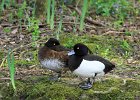 871V06A12 (Copier)  Canard morillon " Aythya fuligula "