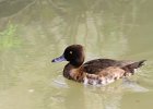 893V06A12 (Copier)  Canard morillon " Aythya fuligula "