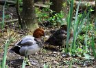 906V06A12 (Copier)  Canard milouin " Aythya ferina "
