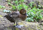 926V06A12 (Copier)  Canard milouin " Aythya ferina "