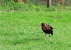 957V06A12 (Copier)  Ibis falcinelle " Plegadis falcinellus "