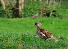 971V06A12 (Copier)  Canard mandarin " Aix galericulata "