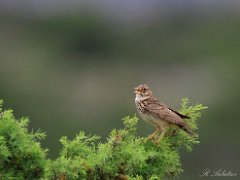 Cochevis