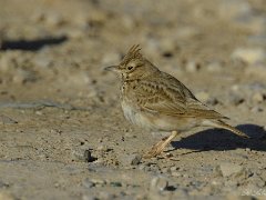 Cochevis huppe