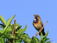 Gorge bleu