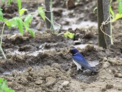 Hirondelle Martinet