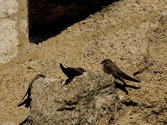 Hirondelle des roches