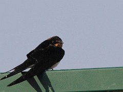 Hirondelle rustique