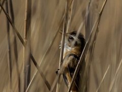 Phragmite des joncs