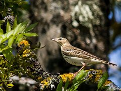 Pipit