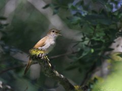 Rossignols philomele
